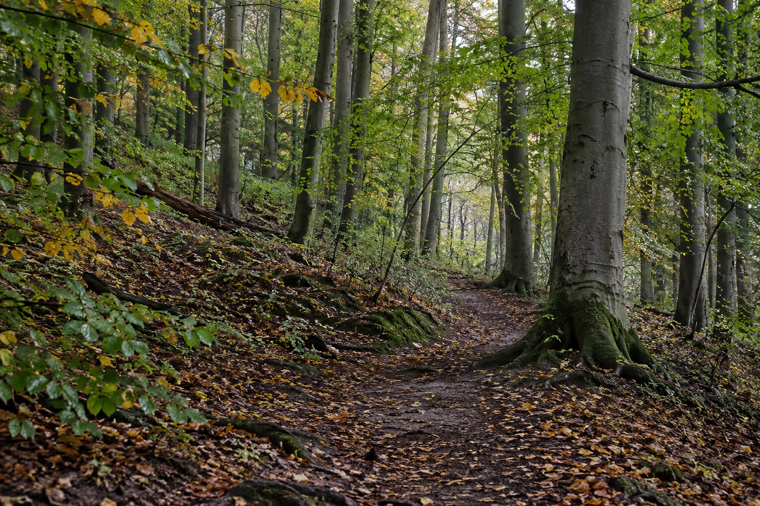 A damp path curving between smooth grey beech trunks in early autumn